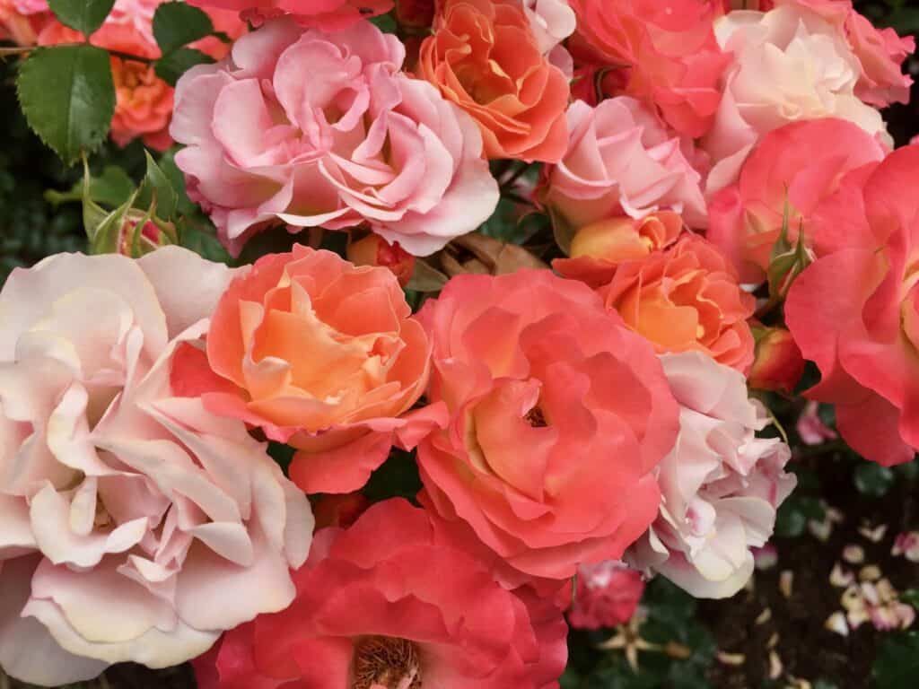 Pink and orange roses in full bloom.