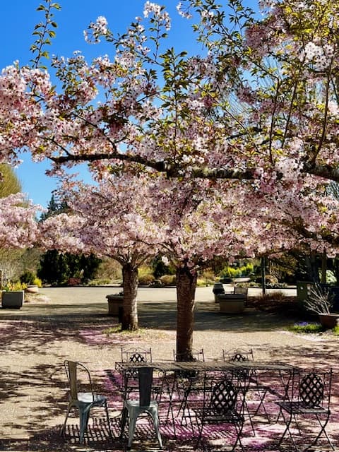 Cherry trees in bloom with a table and chairs underneath. Oregon flower festivals.