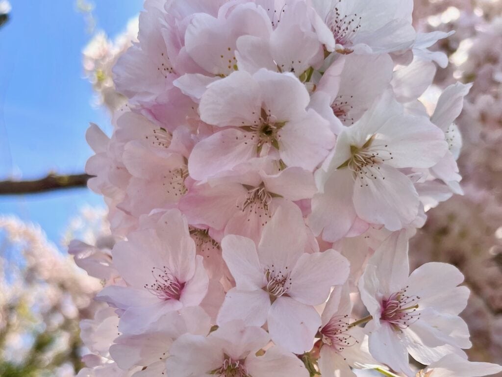 Cherry blossoms up close.