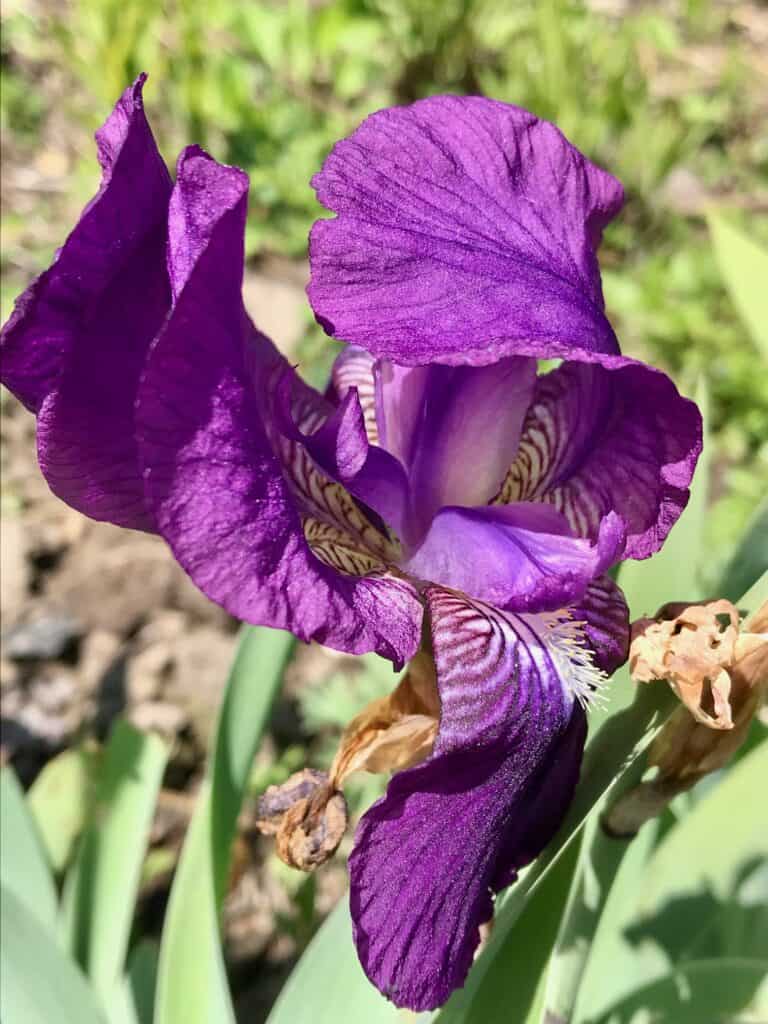 Purple iris on plant.