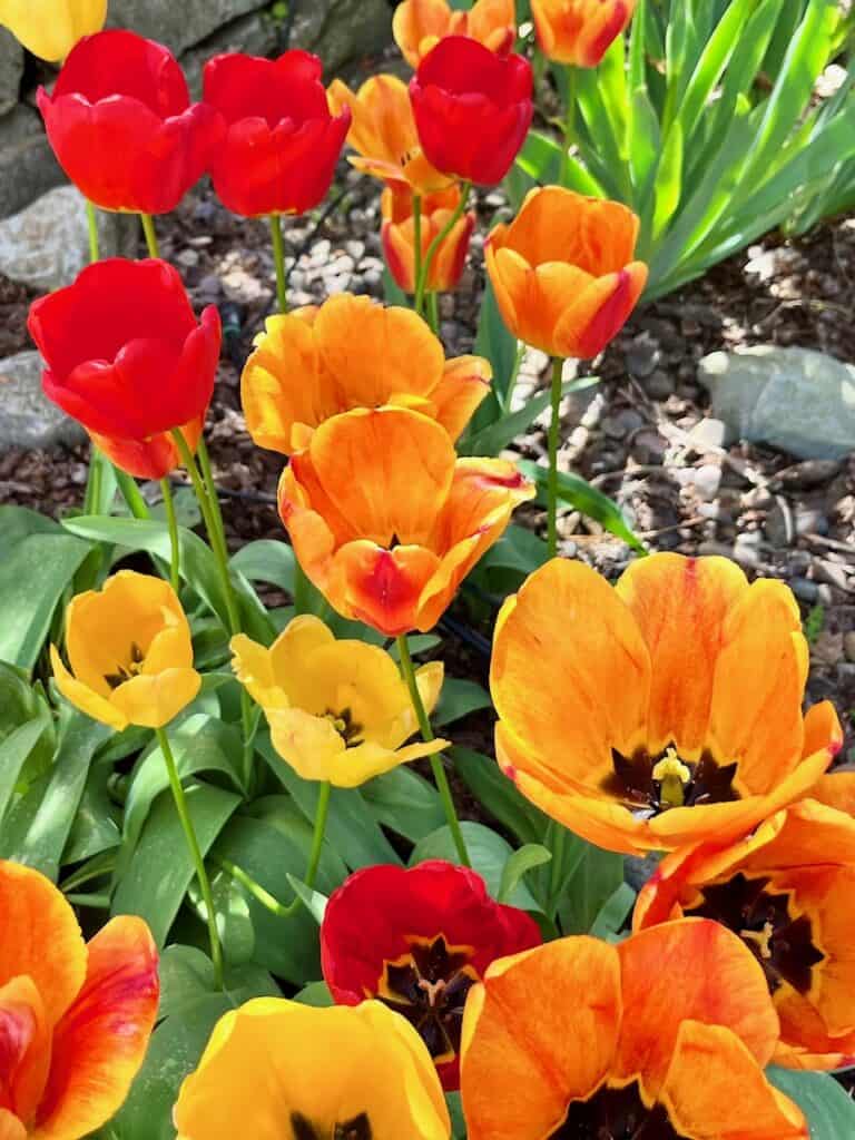 Red and yellow tulips in bloom.