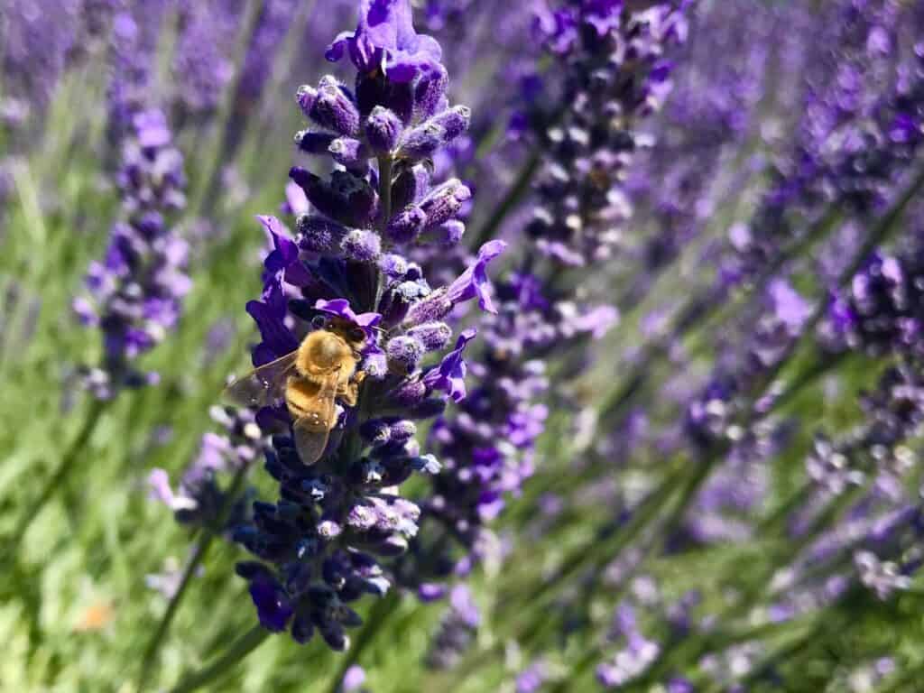 Close up of bumblebee on a lavender blossom.