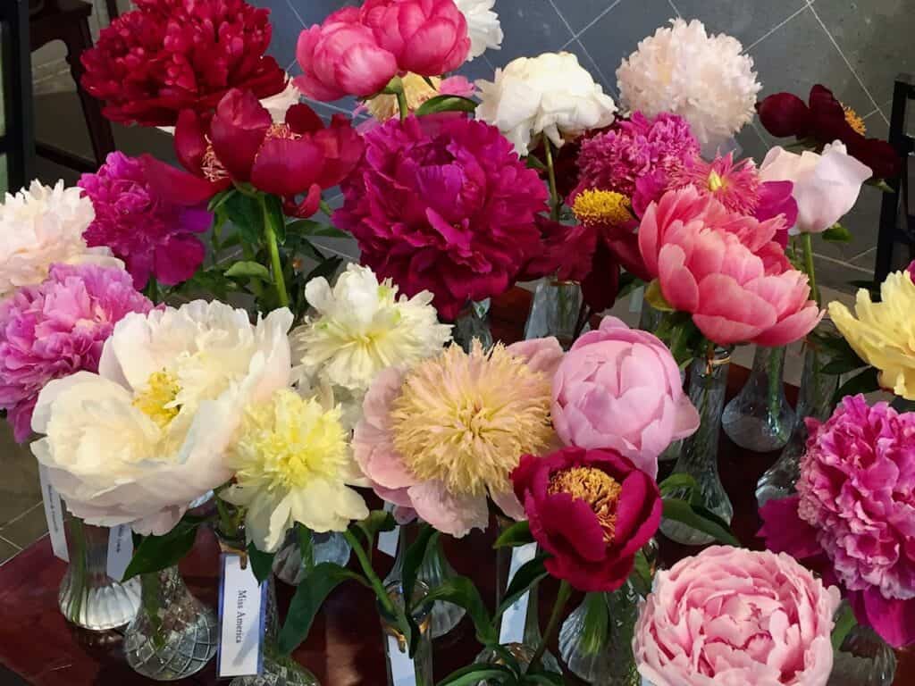 Over a dozen different peony blossoms on display in glass vases. Oregon flower festivals.