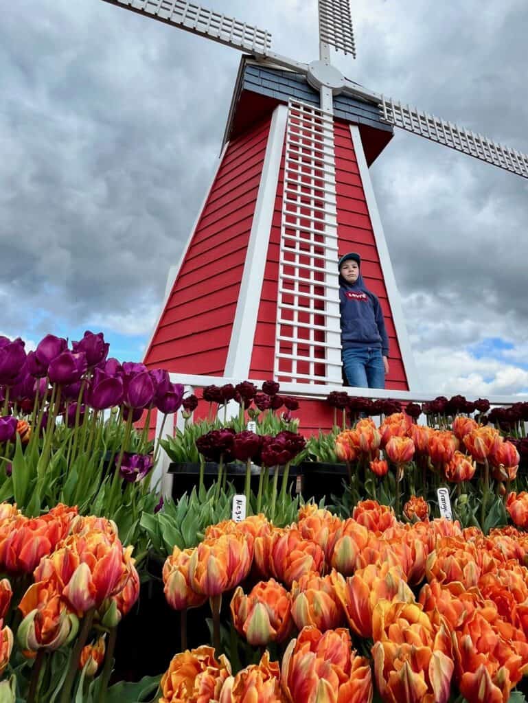Our son leans against the windmill at the TulipFEST.