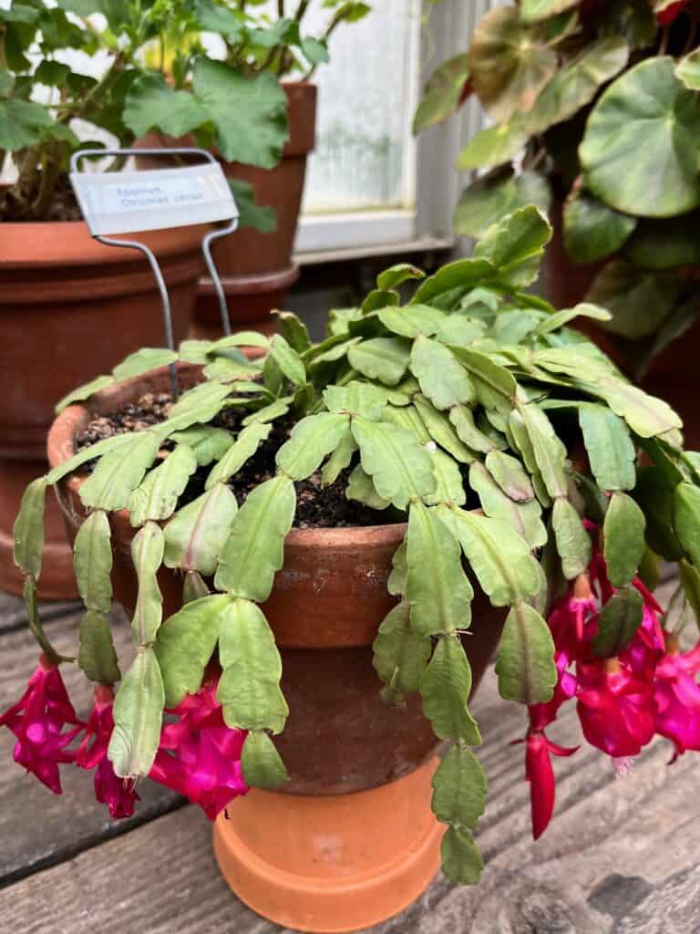 Christmas Cactus in bloom in a pot.