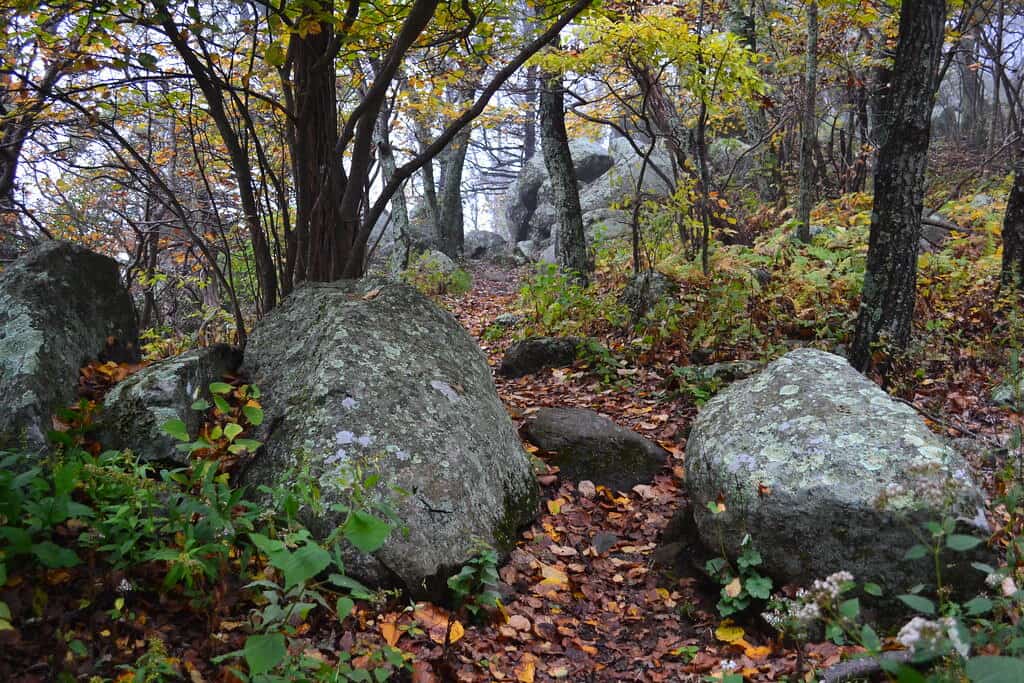 Fall foliage and lichen-spotted rocks decorate the Appalachian National Scenic Trail in Virginia.