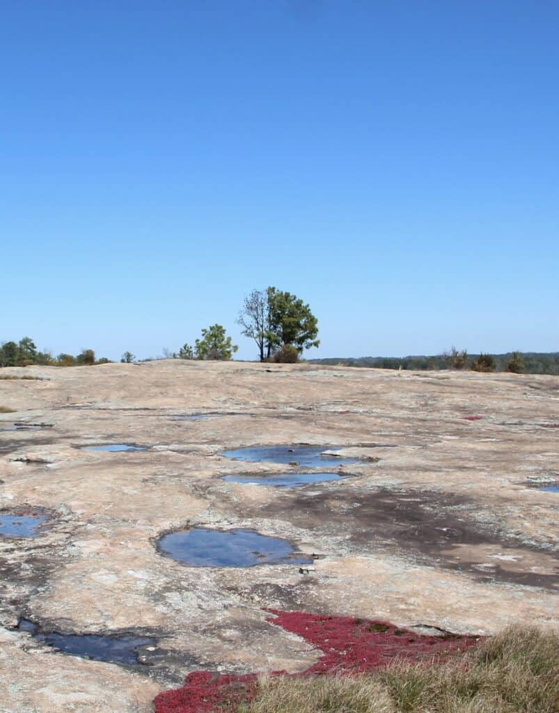 Lichens and trees struggle to grow on desolate Arabia Mountain.