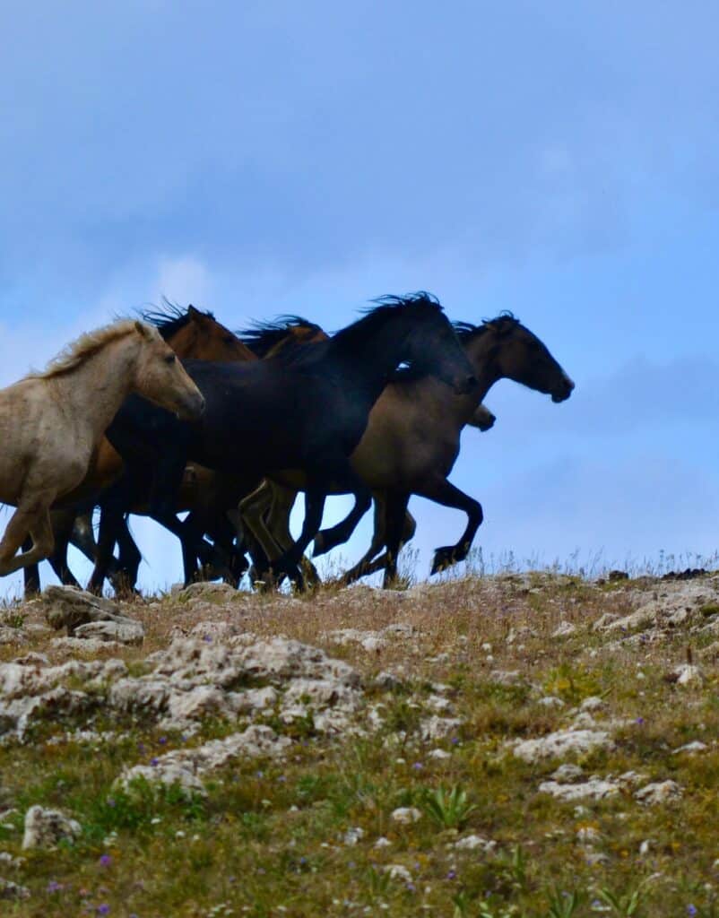 Wild horses gallop near Bighorn Canyon National Recreation Area.