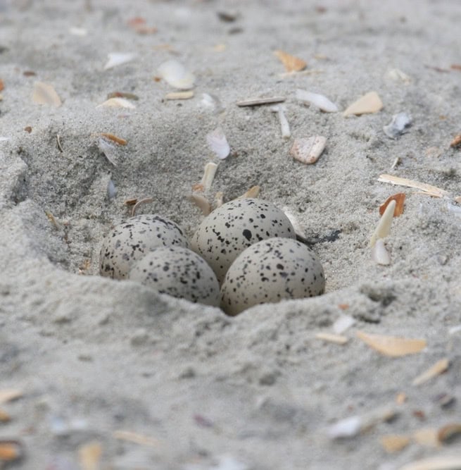 Speckled eggs sits in a sandy next at Cape Lookout National Seashore.