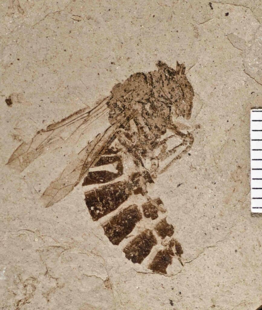 A perfectly preserved wasp at Flourissant Fossil Beds National Monument.