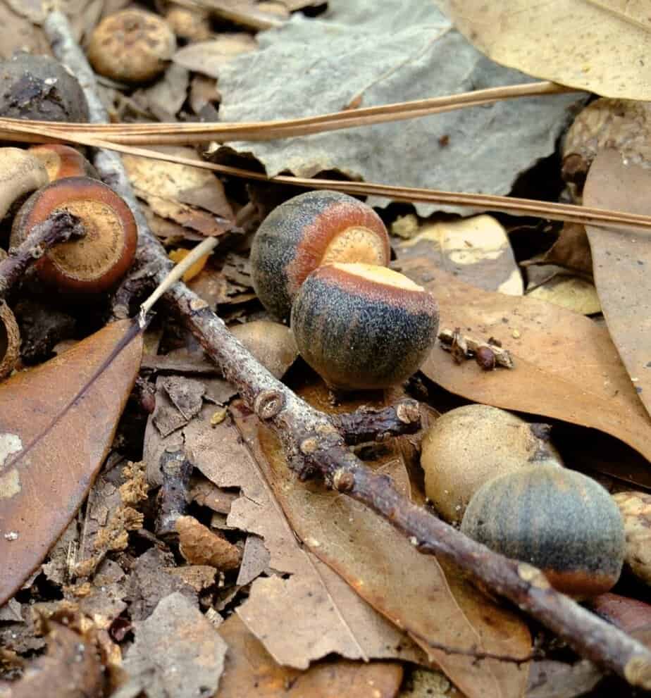 Acorns and leaves caret the ground at Fort Raleigh National Historic Site.