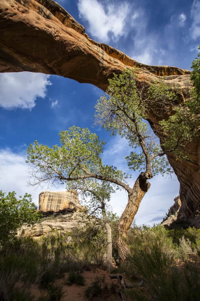 A tree grows underneath a soaring arch at Natural Bridges National Monument.