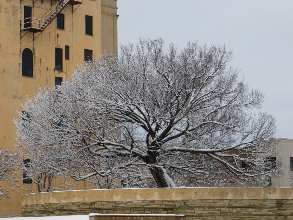 Snow clothes the Survivor Tree at Oklahoma City National Memorial.