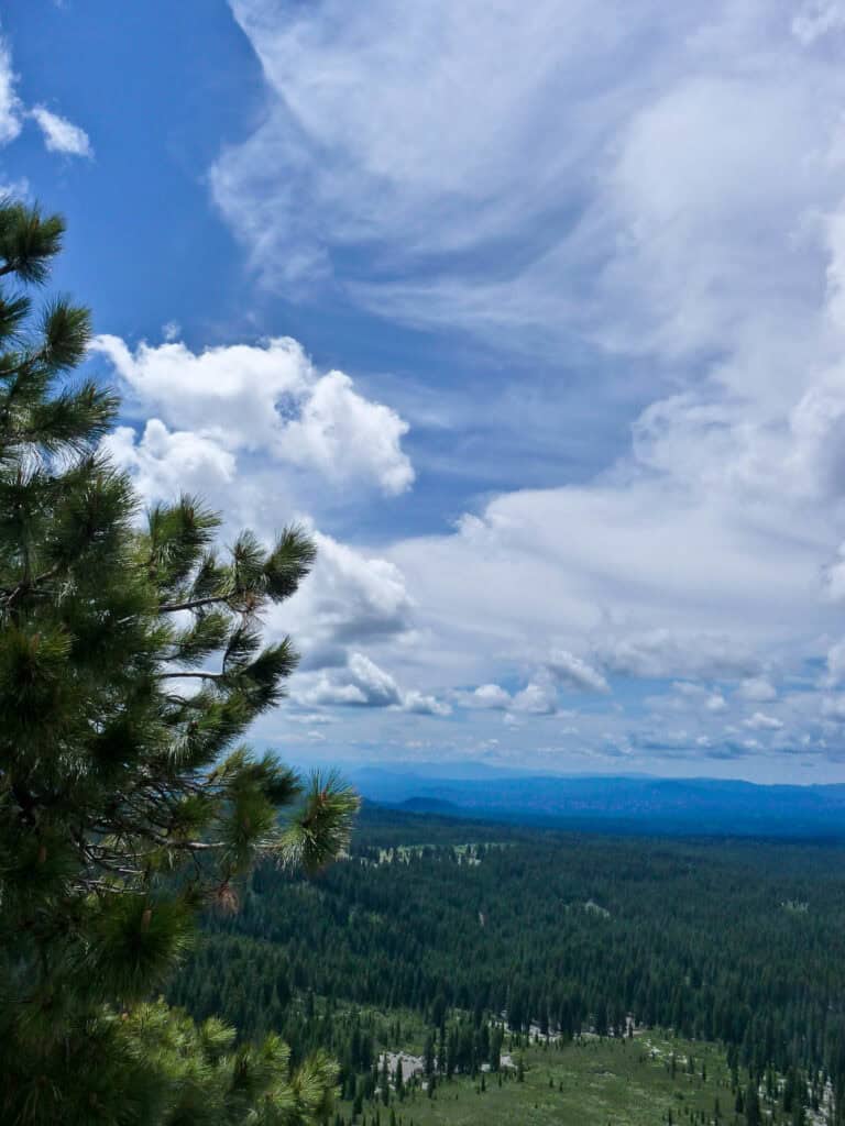 A pine tree has a view the surrounding forestland at Sattitla Highlands National Monument.