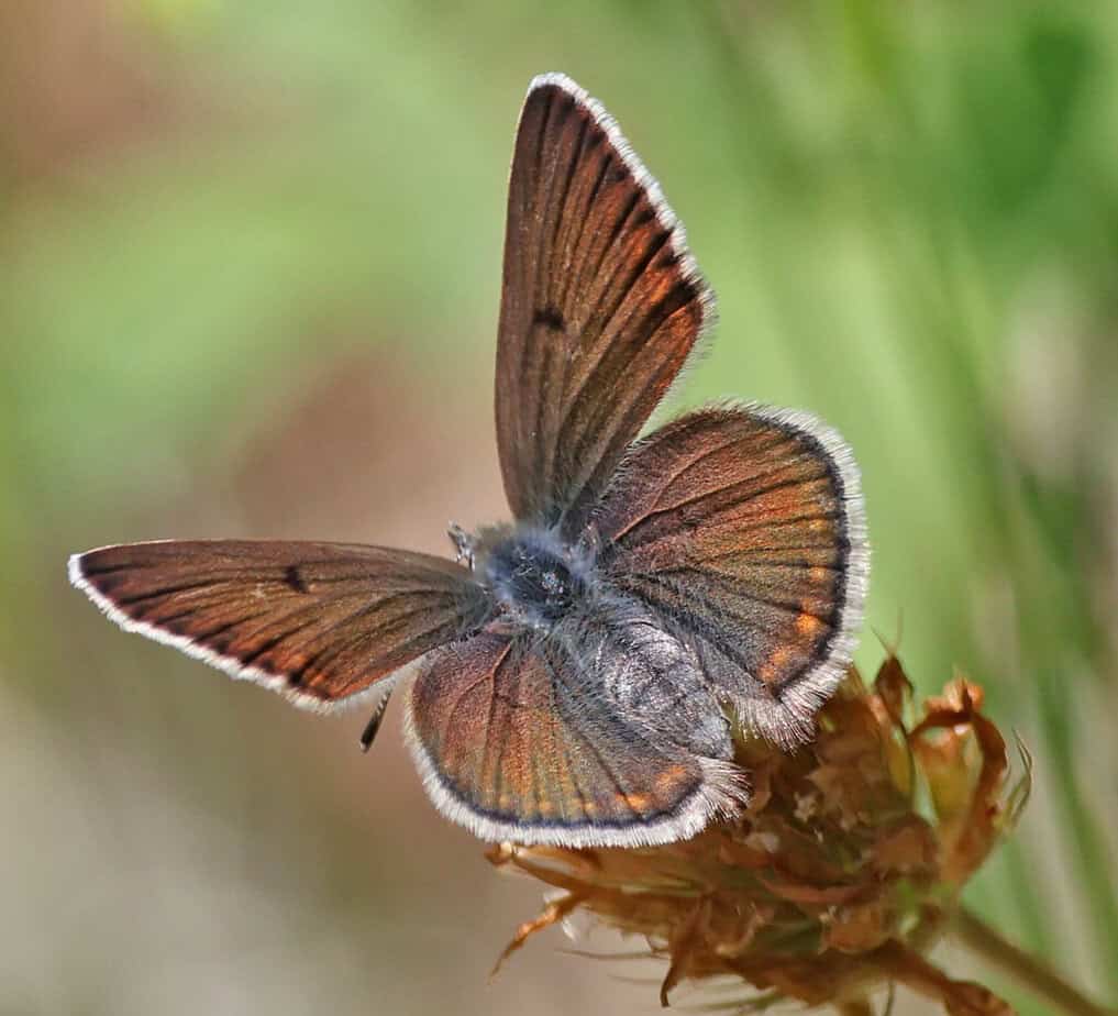 A detail shot of a moth at Smith RIver National Recreation Area.
