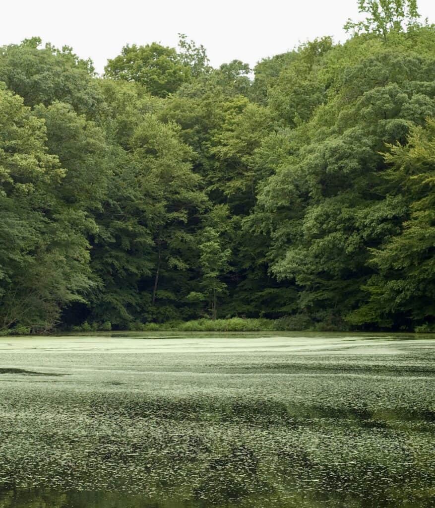 A verdant lake landscape at Weir Farm National Historical Park.