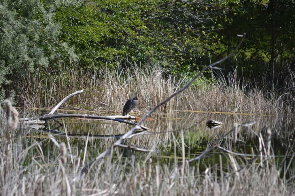 Great Blue Heron at a pond