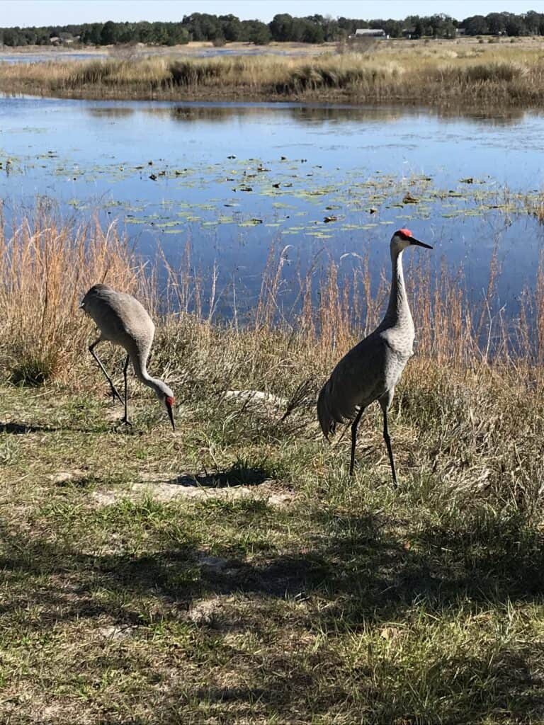 Cranes by a pond