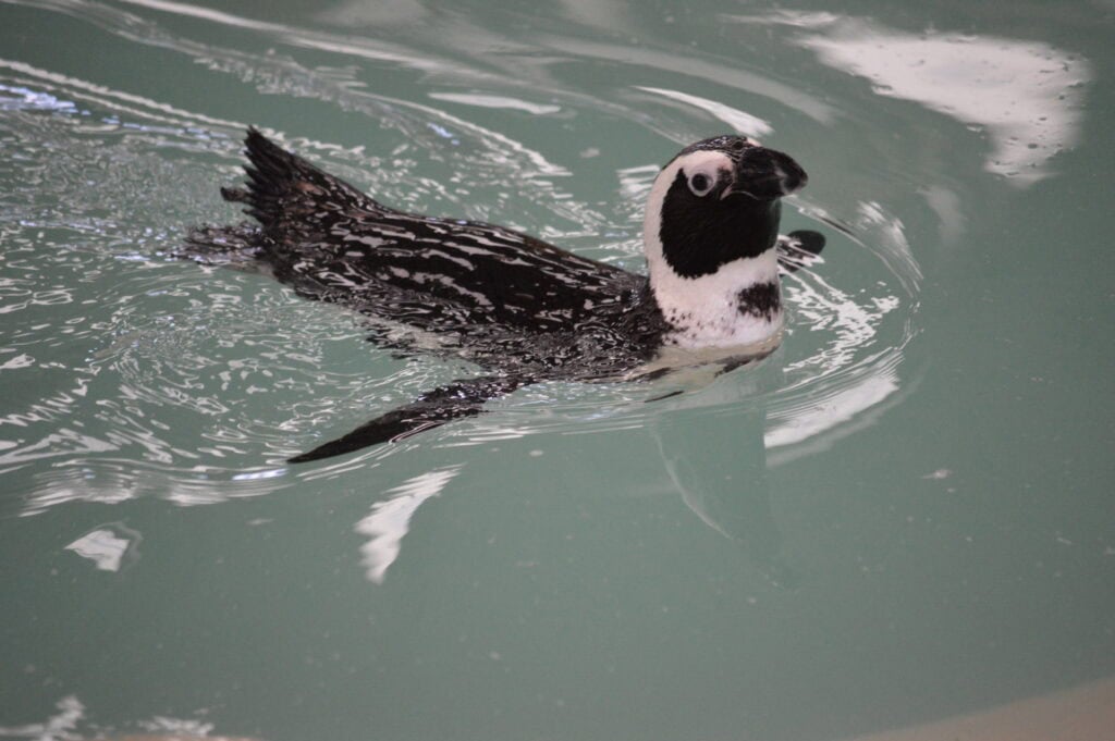 Penguin swimming