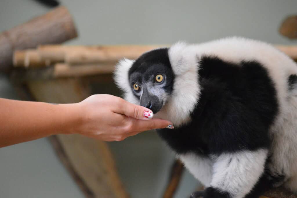 Jasper the ruffed lemur eats out of keeper's hand