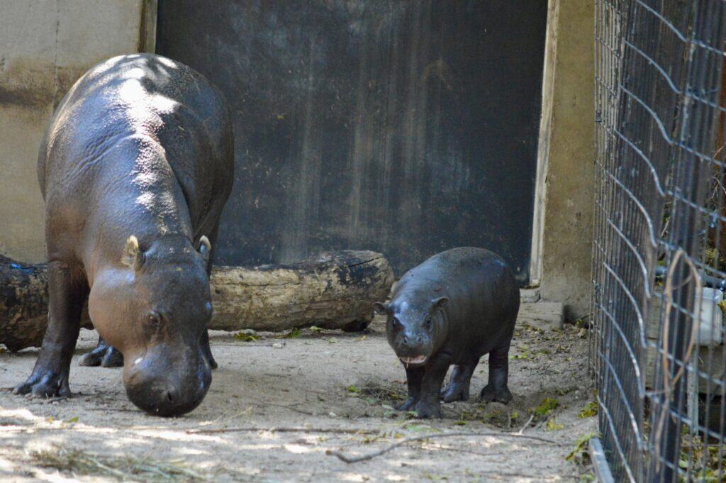 Mom and baby pygmy hippo