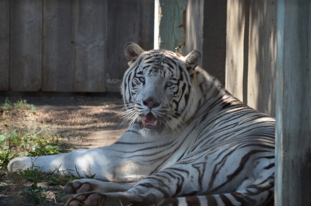 White tiger lying in the shade