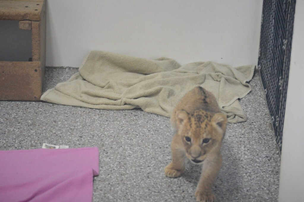Lion cub in nursery