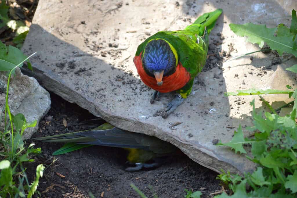Nesting lorikeets