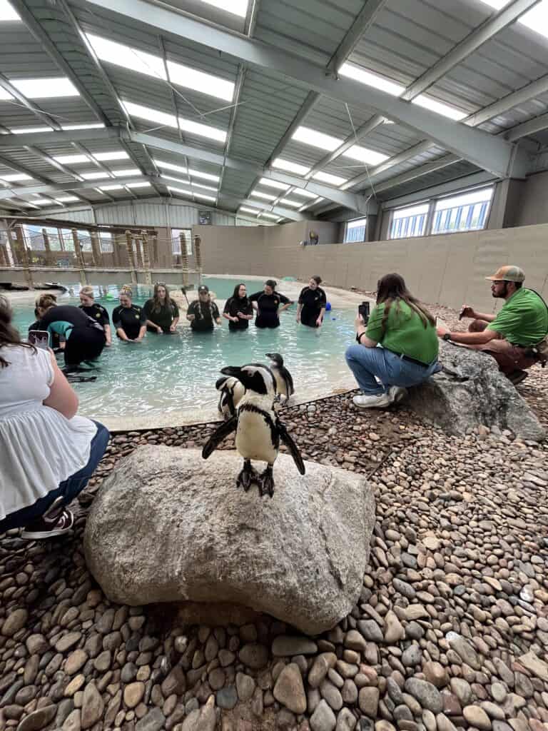 Penguin encounter team helping with photos while guests interact with penguins