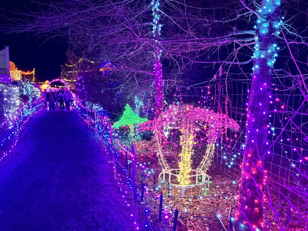 Lighted mushrooms and toadstools at the Silverton Christmas Market