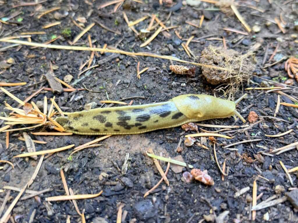 A banana slug makes its way along the ground.