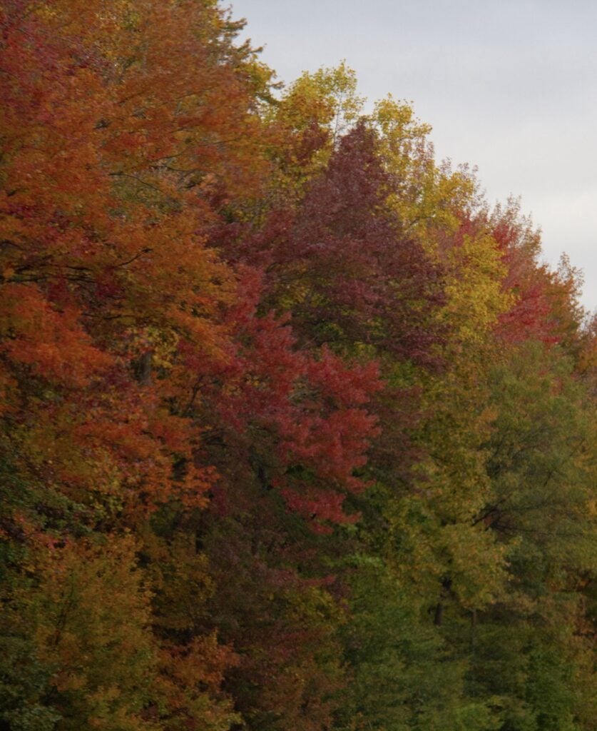 Fall colors paint the trees along Baltimore-Washington Parkway, Maryland.