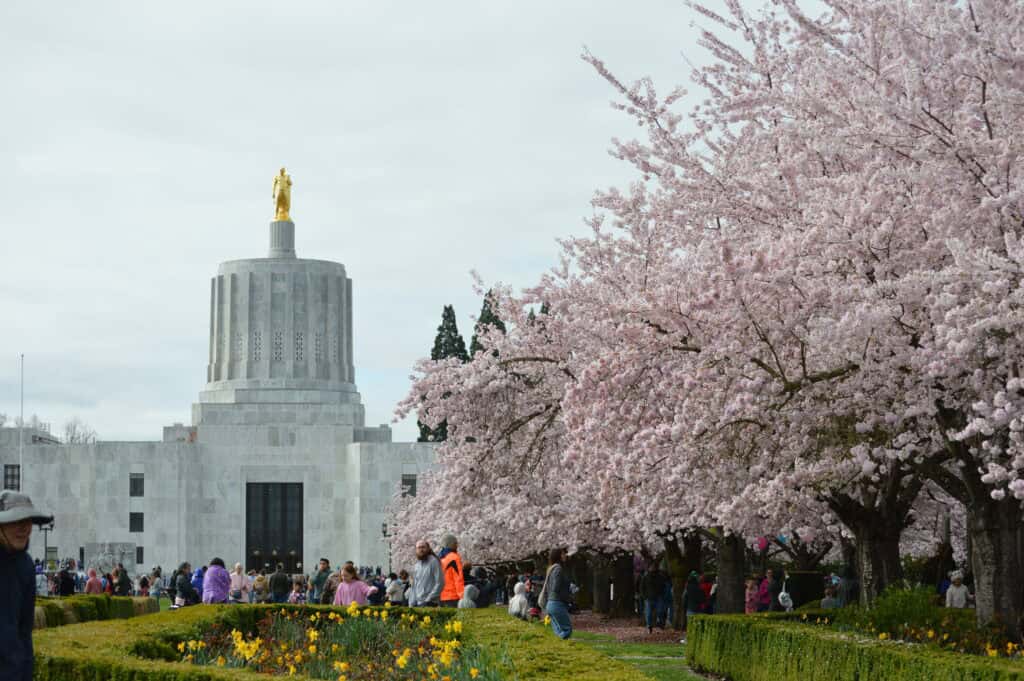 Oregon State Capitol building with cherry trees in bloom in the foreground. The Cherry blossom festival is one of the popular flower festivals in the Willamette Valley in March.
