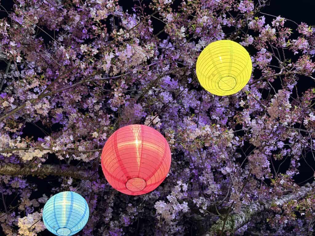 Yozakura at the Oregon State Capitol park in Salem. During Yozakura, the cherry blossoms are illuminated each night by colorful paper lanterns. 
