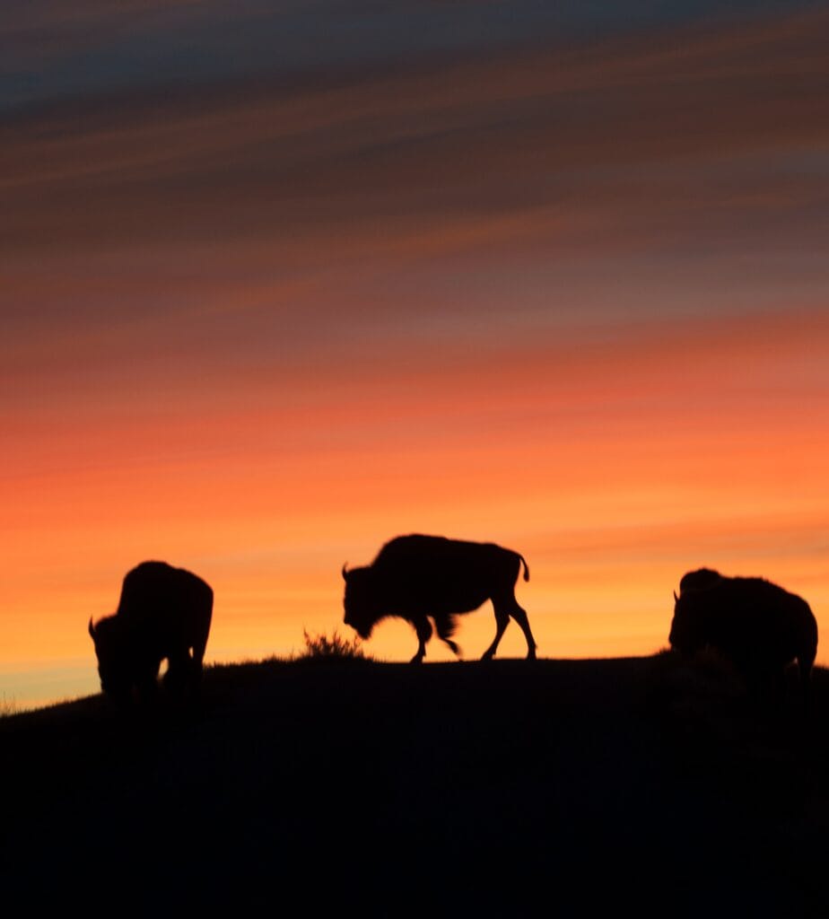 Buffalo silhouettes in the sunset at Niobrara National Scenic River.