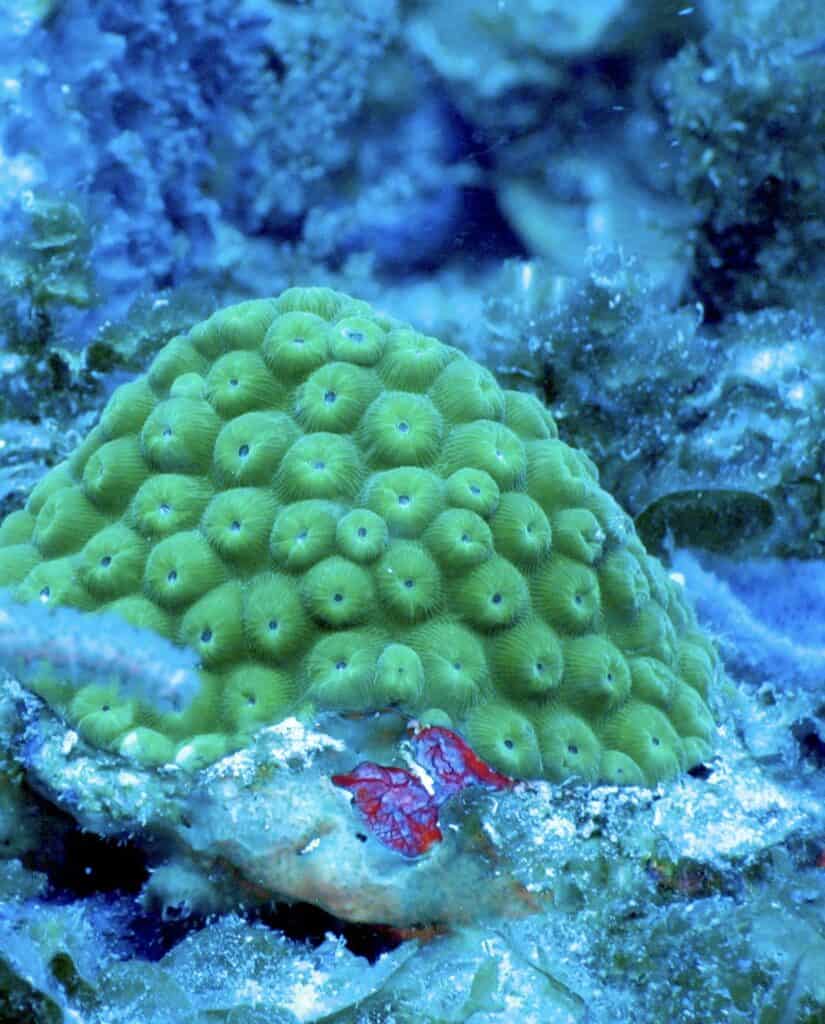 A young green coral colony rises among the colors and shapes of the Virgin Islands Coral Reef National Monument. 