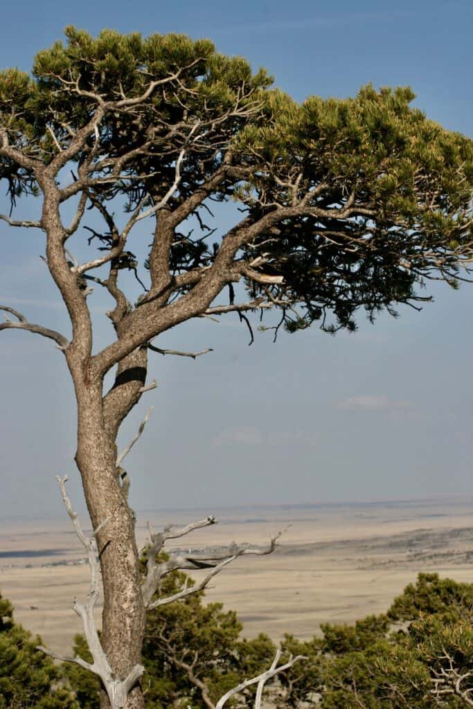 A pine tree stands sentinel on a peak at Capulin Volcano National Monument.