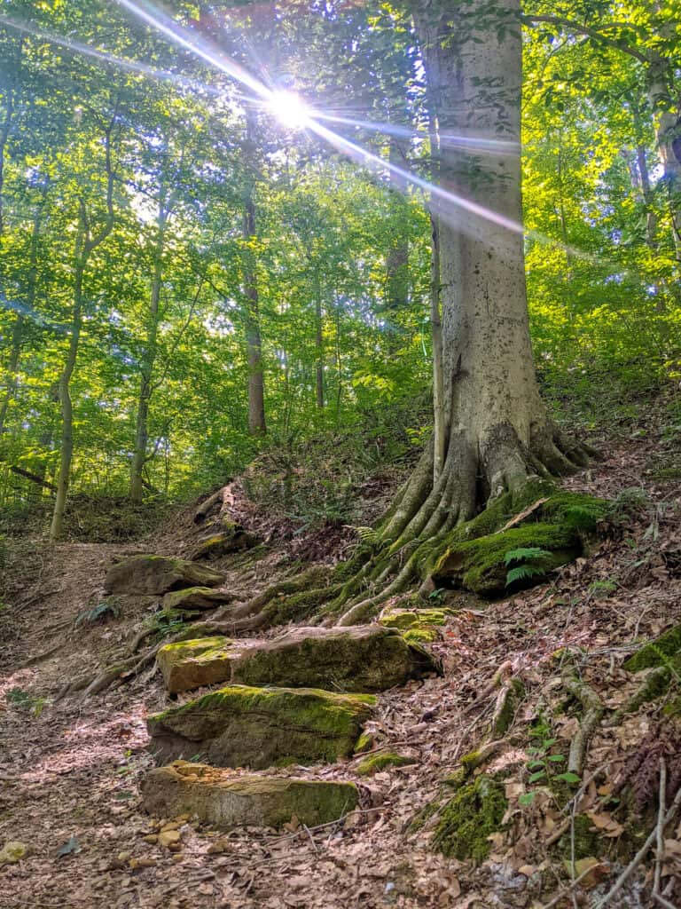 Boulders provide steps along a segment of the North Country National Scenic Trail, Ohio.