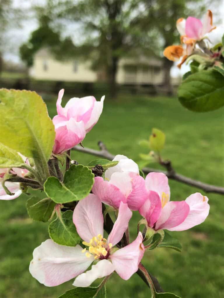 Apple blossoms bloom at Wilson's Creek National Battlefield, Missouri.