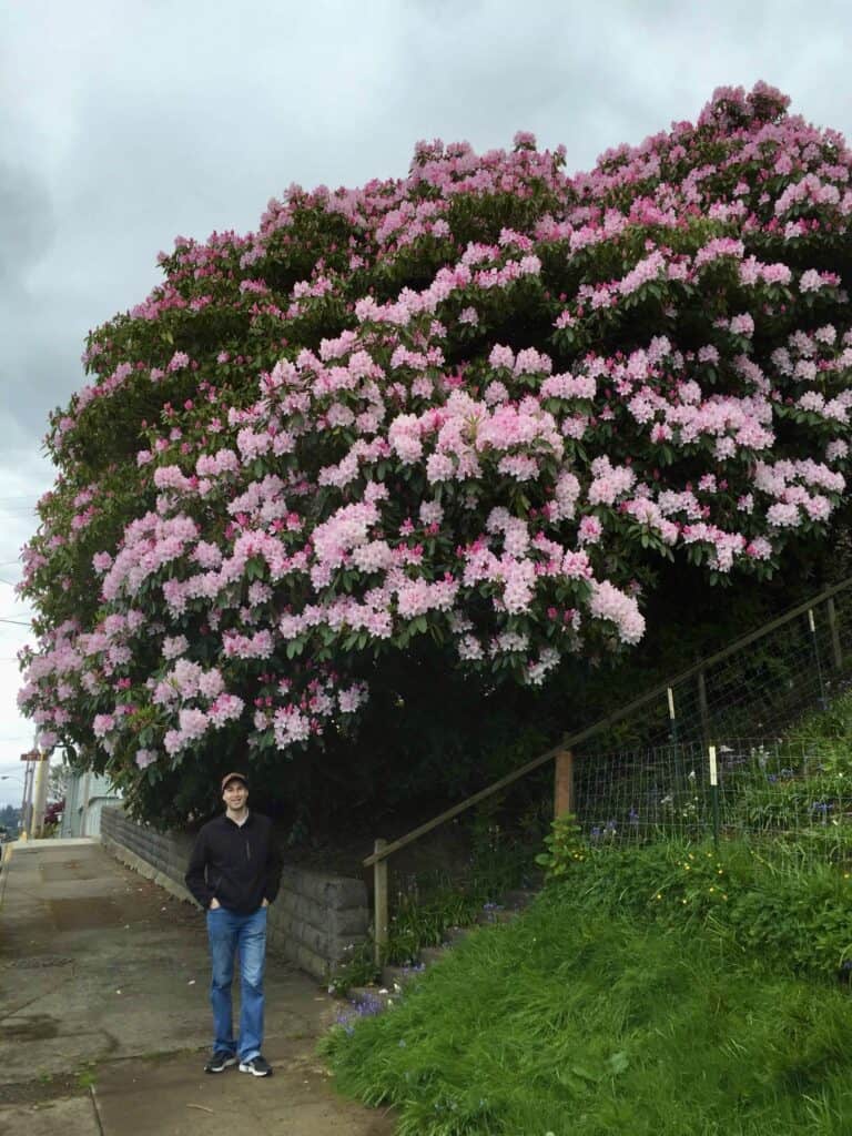 I stand a diminutive six feet compared to the enormous Astoria Rhododendrons. The giant shrubs are rich in pink flowers.