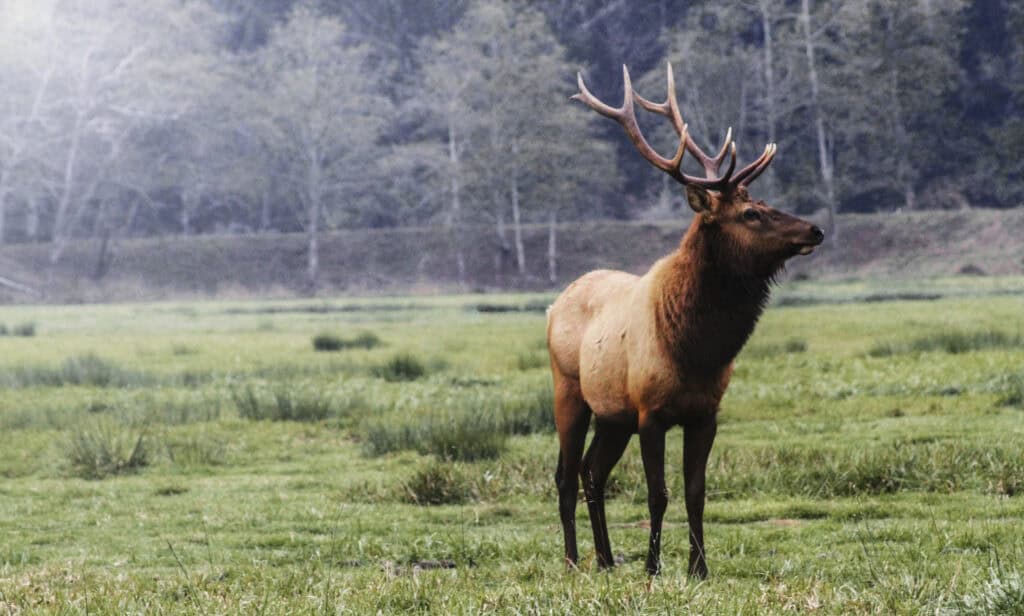Elk at the Dean Creek Viewing area.