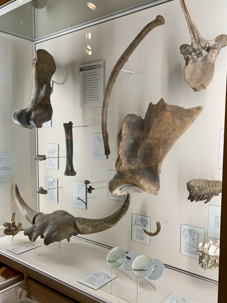 These fossils are part of the Museum of Natural and cultural History at the University of Oregon.