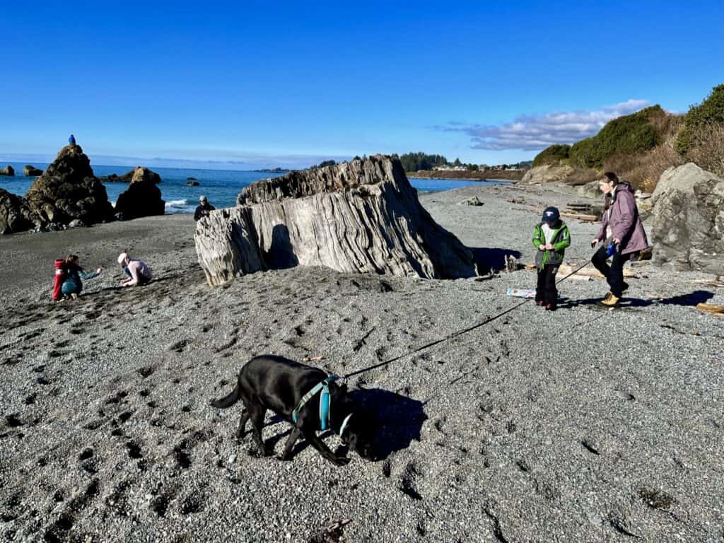 A massive, bleached Redwood stump dominates the beach at McVay State Recreation Site.