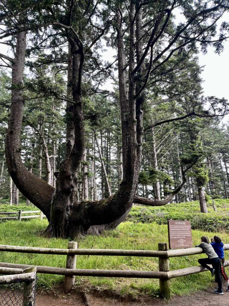 Our boys look in awe at the enormous and bizarre Octopus Tree.