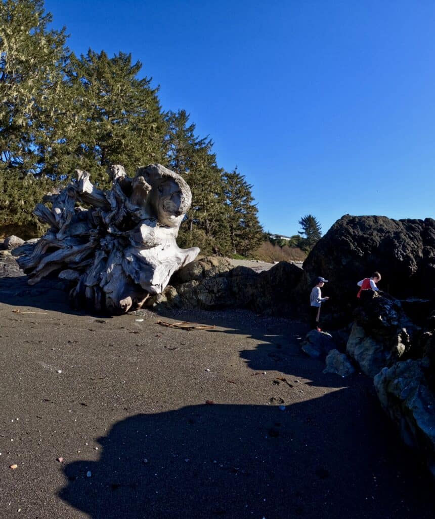 A massive piece of Redwood driftwood towers over our boys at McVay Rock State Recreation Site.