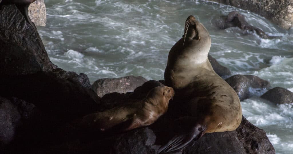 A proud Steller Sea Lion sits proudly on a rock in the Sea Lion Caves.
