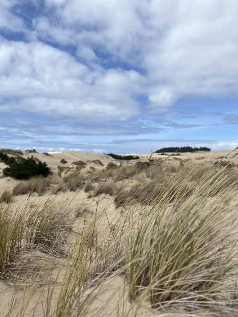 Wind blows reeds and rushes growing among the Oregon Dunes.
