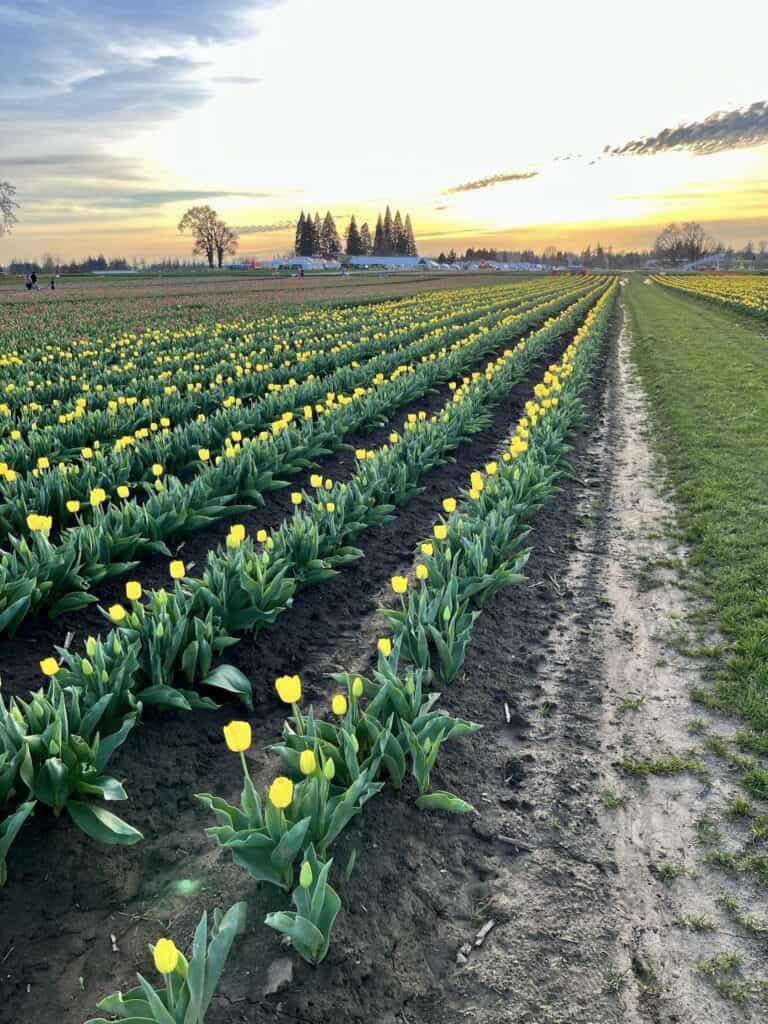 The sun sets over fields of tulips at Woodburn, Oregon.