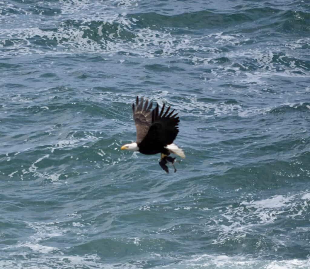 Bald eagle flies over water with puffin in its claws.
