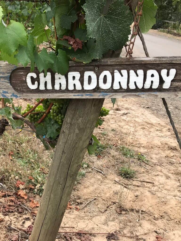 Chardonnay sign in front of grapes growing
